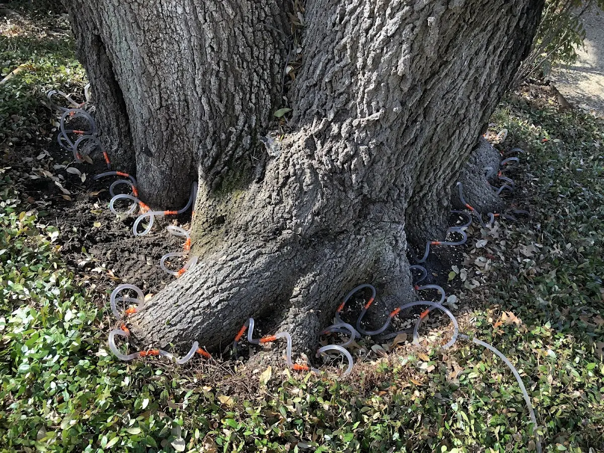Detailed Tree Cabling and Bracing job site in Molt
